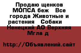 Продаю щенков МОПСА беж - Все города Животные и растения » Собаки   . Ненецкий АО,Верхняя Мгла д.